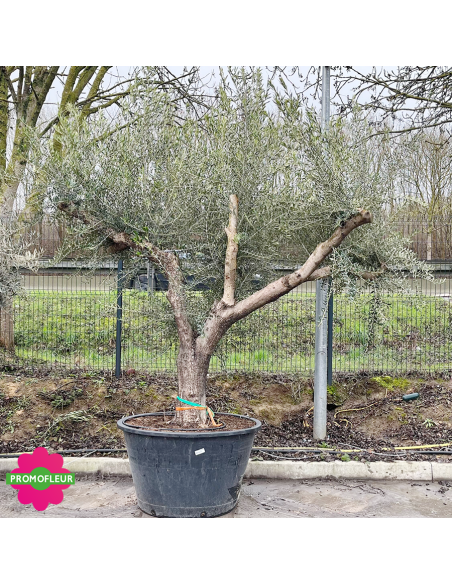 Olivier ramifié 80/90 (Feuillage ULTRA dense) - Promofleur (Choix 2)