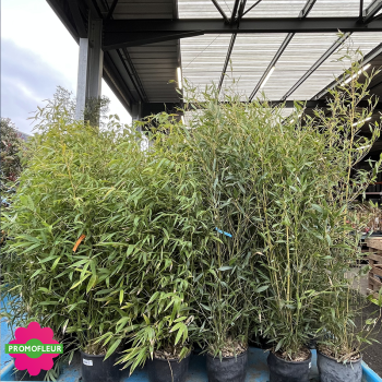 Bambou Phyllostachys Nigra Hauteur totale 120/150 cm