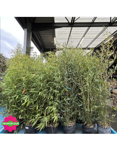 Bambou Phyllostachys Nigra Hauteur totale 120/150 cm