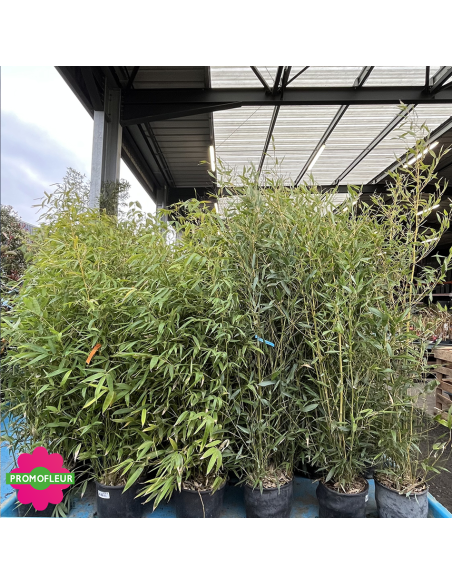 Bambou Phyllostachys Nigra Hauteur totale 120/150 cm