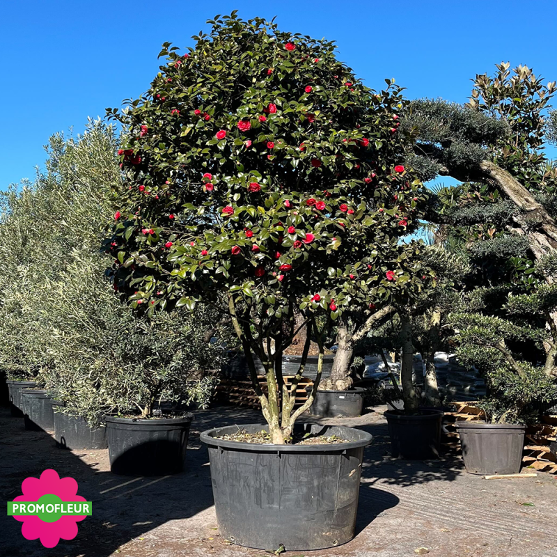 Camélia Japonica Rouge Hauteur 300+ cm - Promofleur (1)