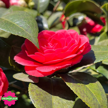 Zoom Camélia Japonica Rouge Hauteur 300+ cm - Promofleur (1)