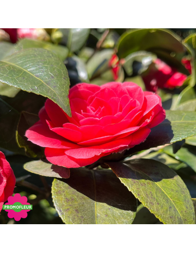 Zoom Camélia Japonica Rouge Hauteur 300+ cm - Promofleur (1)