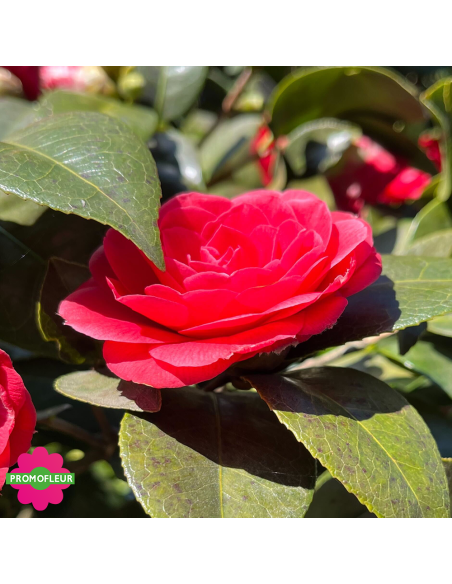 Zoom Camélia Japonica Rouge Hauteur 300+ cm - Promofleur (1)