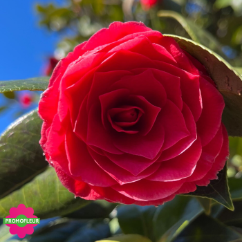 Zoom Camélia Japonica Rouge Hauteur 300+ cm - Promofleur (2)