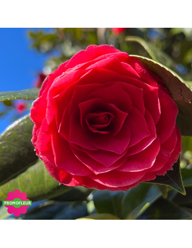 Zoom Camélia Japonica Rouge Hauteur 300+ cm - Promofleur (2)