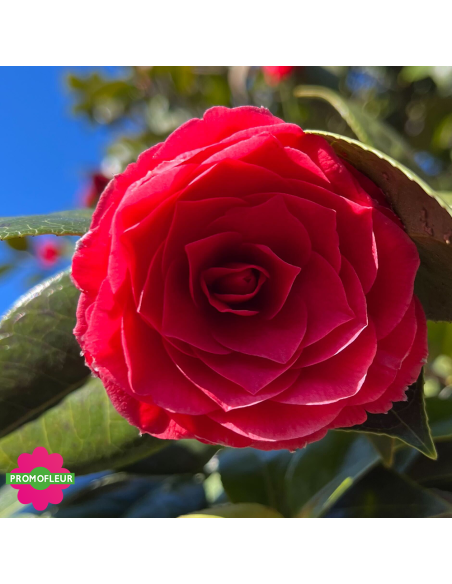 Zoom Camélia Japonica Rouge Hauteur 300+ cm - Promofleur (2)