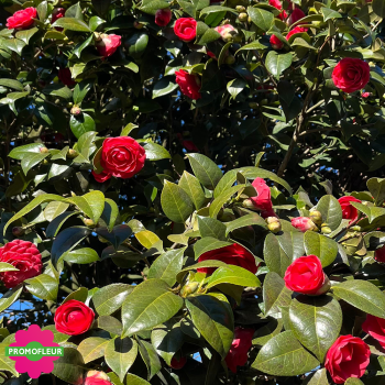 Zoom Camélia Japonica Rouge Hauteur 300+ cm - Promofleur (3)
