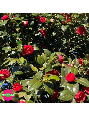 Zoom Camélia Japonica Rouge Hauteur 300+ cm - Promofleur (3)