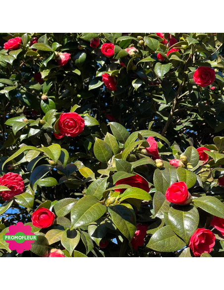 Zoom Camélia Japonica Rouge Hauteur 300+ cm - Promofleur (3)