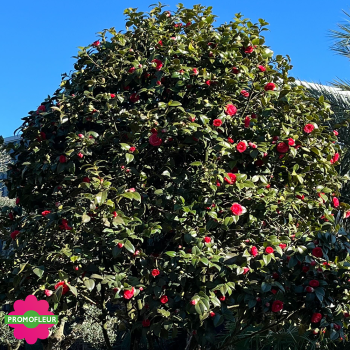 Zoom Camélia Japonica Rouge Hauteur 300+ cm - Promofleur (4)