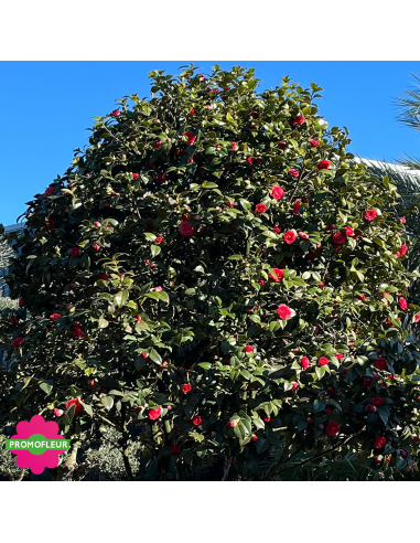 Zoom Camélia Japonica Rouge Hauteur 300+ cm - Promofleur (4)