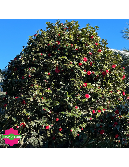 Zoom Camélia Japonica Rouge Hauteur 300+ cm - Promofleur (4)