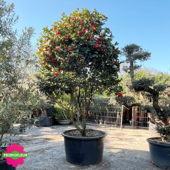 Camélia Japonica Rouge Hauteur 300+ cm - Promofleur (2)