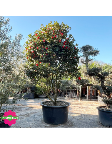 Camélia Japonica Rouge Hauteur 300+ cm - Promofleur (2)