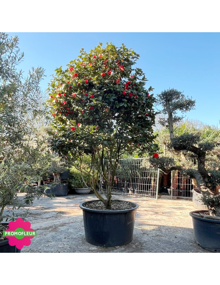 Camélia Japonica Rouge Hauteur 300+ cm - Promofleur (2)