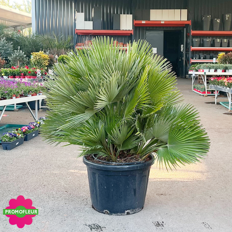 Palmier Chamaerops Humilis 'Vulcano' Hauteur 100 cm - Promofleur Champagne-sur-Oise