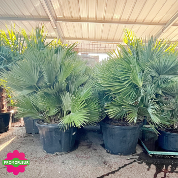 Ensemble de Palmiers Chamaerops Humilis 'Vulcano' Hauteur 100 cm - Promofleur Champagne-sur-Oise