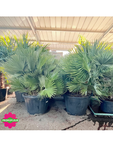Ensemble de Palmiers Chamaerops Humilis 'Vulcano' Hauteur 100 cm - Promofleur Champagne-sur-Oise