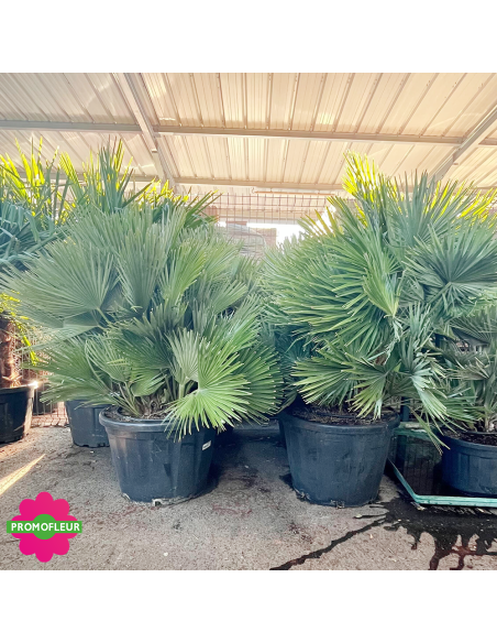 Ensemble de Palmiers Chamaerops Humilis 'Vulcano' Hauteur 100 cm - Promofleur Champagne-sur-Oise