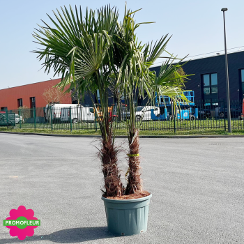 Palmier Trachycarpus Fortunei double troncs H.175/200 cm - Promofleur