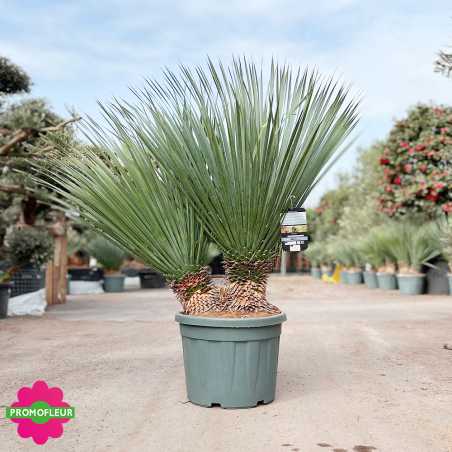 Yucca rostrata C45 L Hauteur 80/100 cm - Promofleur (1)