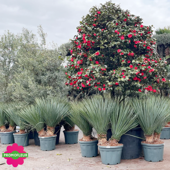 Yucca rostrata C45 L Hauteur 80/100 cm - Promofleur (2)