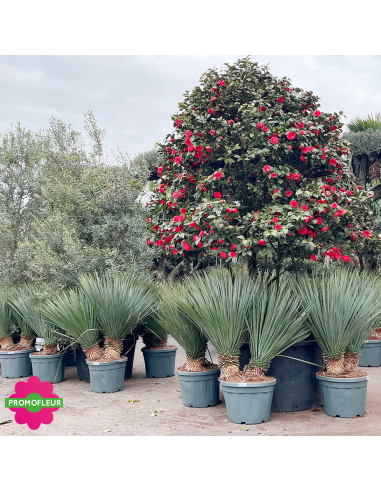 Yucca rostrata C45 L Hauteur 80/100 cm - Promofleur (2)