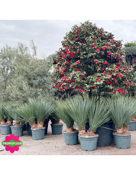 Yucca rostrata C45 L Hauteur 80/100 cm - Promofleur (2)