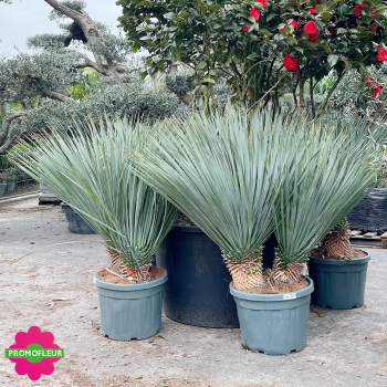 Yucca rostrata C45 L Hauteur 80/100 cm - Promofleur (3)