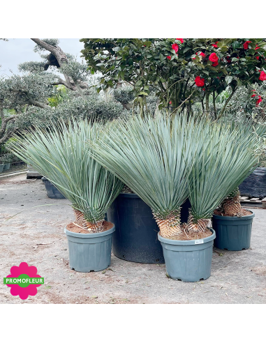 Yucca rostrata C45 L Hauteur 80/100 cm - Promofleur (3)