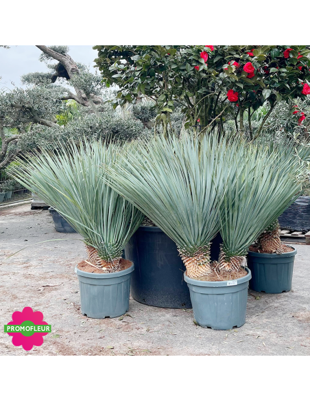 Yucca rostrata C45 L Hauteur 80/100 cm - Promofleur (3)
