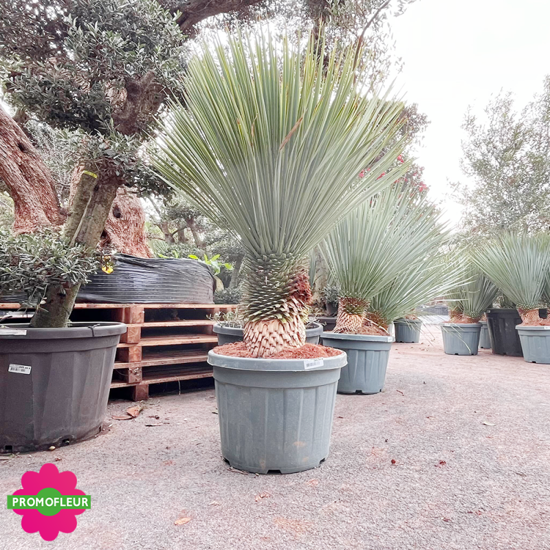 Yucca rostrata C55 L Hauteur 100/125 cm - Promofleur (1)