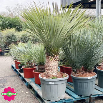Yucca rostrata C55 L Hauteur 100/125 cm - Promofleur (2)