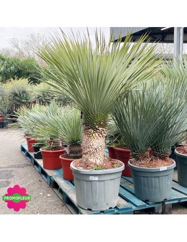 Yucca rostrata C55 L Hauteur 100/125 cm - Promofleur (2)