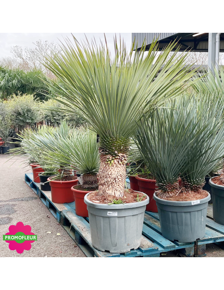 Yucca rostrata C55 L Hauteur 100/125 cm - Promofleur (2)