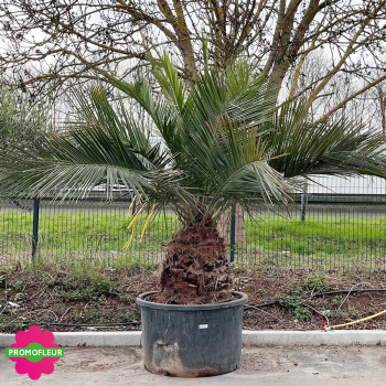 Palmier Jubea Chilensis Hauteur 250 cm Stipe 80/90 cm - Promofleur