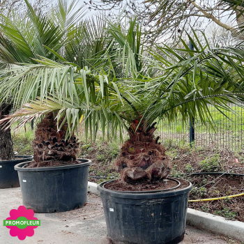 Palmier Jubea Chilensis Hauteur 200 cm Stipe 50/60 cm - Promofleur