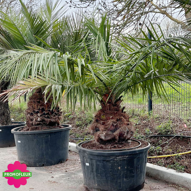 Palmier Jubea Chilensis Hauteur 200 cm Stipe 50/60 cm - Promofleur