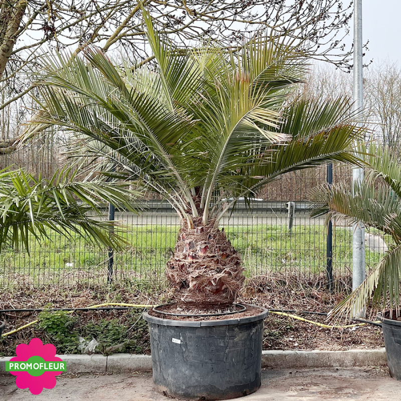 Palmier Jubea Chilensis Hauteur 250 cm Stipe 80/90 cm - Promofleur (2)