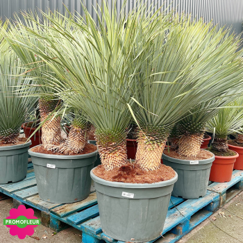 Yucca rostrata C70 L Hauteur 80/110 cm - Promofleur