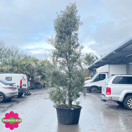 Olivier Buisson Hauteur 300/350 cm - Promofleur (1)