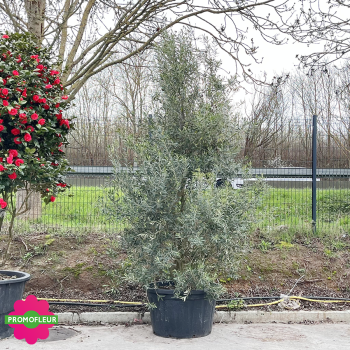 Olivier Buisson Hauteur 300/350 cm - Promofleur (2)