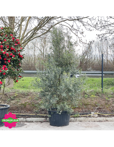 Olivier Buisson Hauteur 300/350 cm - Promofleur (2)