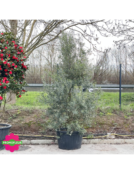 Olivier Buisson Hauteur 300/350 cm - Promofleur (2)