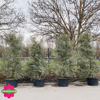 Olivier Buisson Hauteur 300/350 cm - Promofleur (3)