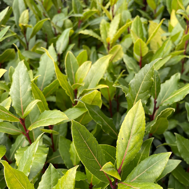 Zoom sur feuillage de laurier sauce Hauteur 40 cm avec son pot - Promofleur Persan