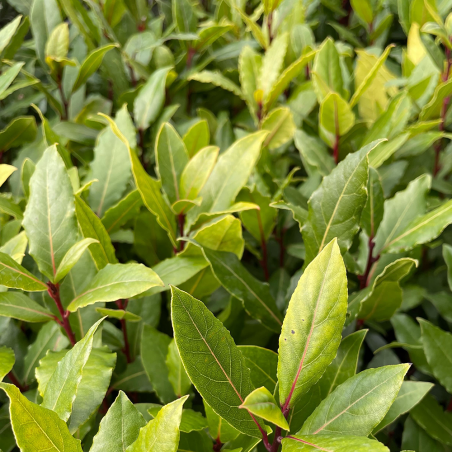Zoom sur feuillage de laurier sauce Hauteur 40 cm avec son pot - Promofleur Persan
