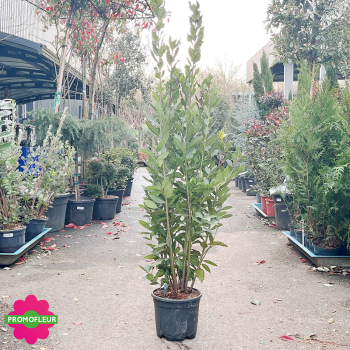 Laurus nobilis (Laurier-sauce) Hauteur 100/150 cm
