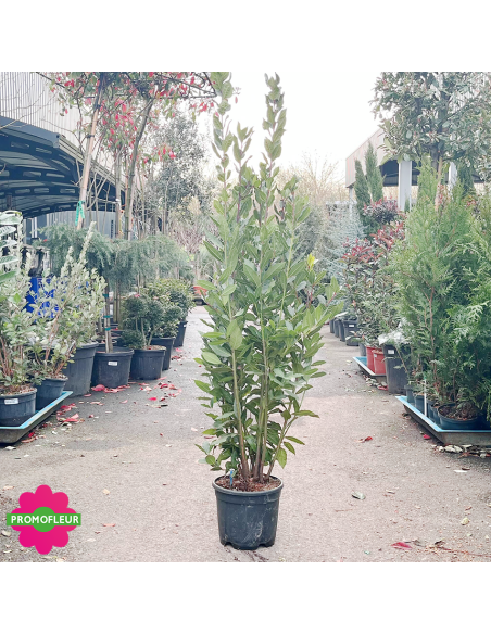 Laurus nobilis (Laurier-sauce) Hauteur 100/150 cm